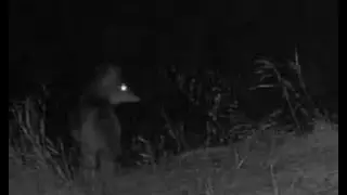 Sullivan Trail Cam Jan 02 2026 Coyotes Chase Deer