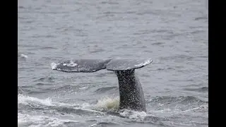 Washington San Juan Islands Wildlife Cruise