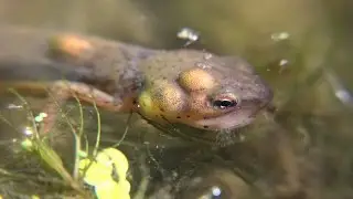Adult Central Newt with Clinostomum Parasites (Notophthalmus viridescens louisianensis)