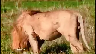Один из самцов льва из Танзании после драки со своим братом | Масаимара | 8 января 2026 г.