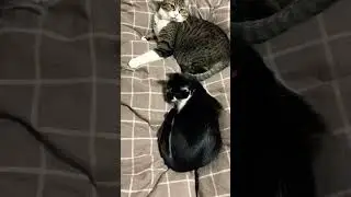【ぐんま&うしこ】遊び方の違いが面白い　Kitten is too cute  #shorts  #Kedi #猫