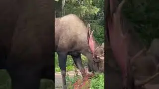 Crazy moose been a big fight