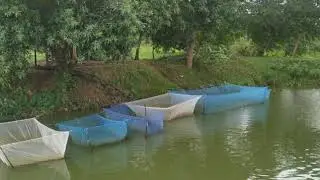 Sutrishna fish farm Malkangiri, feeding of pongas Fish
