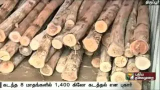 Police investigate theft Rs 10 lakh worth Sandalwood trees in Tirupur