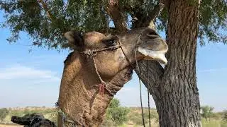 Camel Natural Behavior in the Desert | Wildlife Documentary