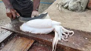 Fresh Cuttlefish Cleaning & Slicing | Cuttlefish Cutting Skills