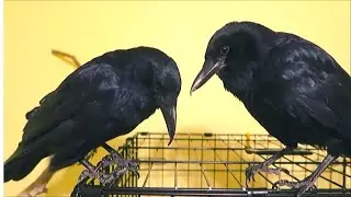 Why do we have these crows in Captivity?