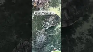 cute playful turtles in pond 🐢 #turtle #turtles #turtleshorts #cuteturtles #cuteturtle #funnyturtle