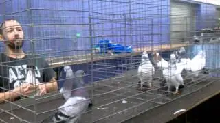 Florida National learning to judge Tippler pigeons