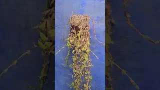 Turtle vine winter care #garden #homegardening #nature #gardeningideas #wintergardening