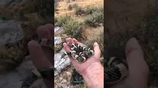 Longnosed Snake Release!