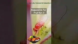 Yellow Fruit Fly &ndash; Tiny Pest Big Impact #shorts #fruitfly #pest #insects #nature #wildlife #english