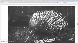 The Weird and Wonderful Echidna