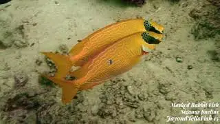 virgate rabbit fish+masked rabbit fish+golden rabbit fish+coral rabbitfish