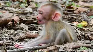 Life of baby monkey Lynx