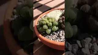 Haworthia cooperi family 🌵☺️