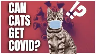 Cats 101 : Can Cats Get Covid?