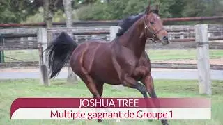 23 - Joshua Tree - Montjeu / Madeira Mist - Haras du Grand Courgeon