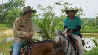 Colombian ranchers aim to prove beef production can be good for planet | VOA News