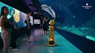 Miroka&iuml; x Aquarium de Paris