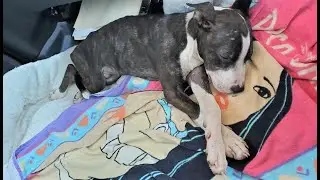 Once Paralyzed, Always Precious: Gomie's Happy Tail
