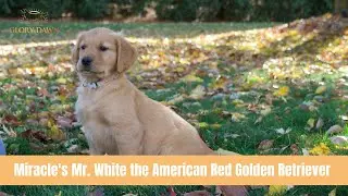 Miracle's Mr. White the American Red Golden Retriever - Manding