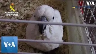 Police Bust Animal Smuggling Ring in Spain