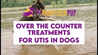 Dog UTI Over The Counter
