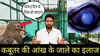 Kabutar ki aankh ke Jale ka ilaaj | कबूतर की आंख के जाले का इलाज