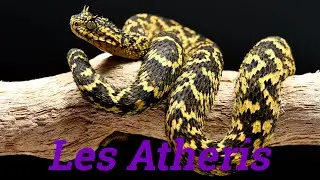 Les Atheris en 2023