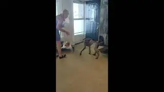 Ruger, the anxious German Shorthaired Pointer | Toledo Dog Training | Board and Train