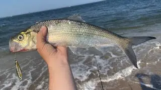 Summer Surf Fishing New Jersey for Shad, Bluefish, and More (HOT Bite!)