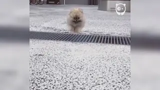 Epic leap by tiny puppy