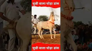 Most viral horse 🐎 stunt competition performance