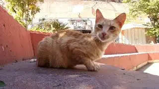 cute stray cat 1st time heard sound of the Peacock!!