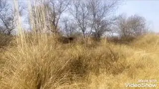 Gray partirdge hunt tetar ka shekar