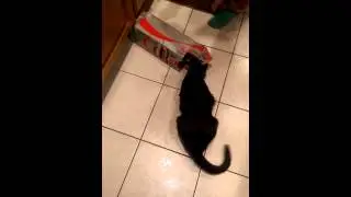 Cat attacks diet coke