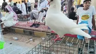 Saudi Arabia biggest birds market