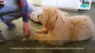 Resource guarding in dogs  Drop it and leave it