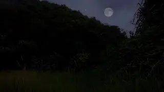 🌌 Night Ambient Sounds: Crickets & Gentle Wind | Natural Ambience for Deep Sleep & Relaxation