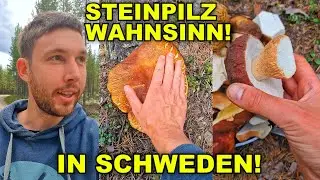 STEINPILZ WAHNSINN IN SCHWEDEN | VERRÜCKTE MENGEN!