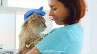 IAMS PROACTIVE HEALTH Adult Indoor Weight Control  Hairball Care Dry Cat Food with Chicke
