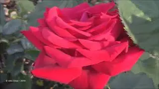 Rosetta McClain Gardens