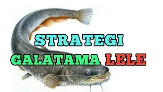 Strategi Galatama Lele