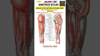 Muscle of thigh & hip : posterior view # lower limb anatomy atlas (Plate -92)# shorts # viral 🔥🦵🩻🩺📈