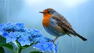 Live Rain & Robin Bird Songs 4K 🌧️ Peaceful Piano Nature Music for Sleep & Relaxation