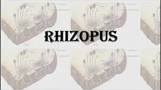 | Rhizopus |The black bread mould#
