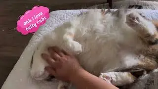 Belly Rub Bliss! Kinder the Cat&rsquo;s PURRfect Weakness #catcontent #bellyrubs #calicocuddles #kindercat