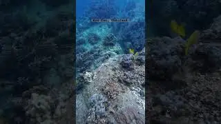 #freedive #freediving #underwater #underseaworld at #kohtao #thailand #kohtaodiving 🪸🐠🧜🏻&zwj;♀️