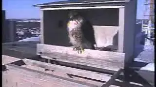 2011 Topeka Falcon Cam-January 11, 2011 @ 1629 hrs EST.